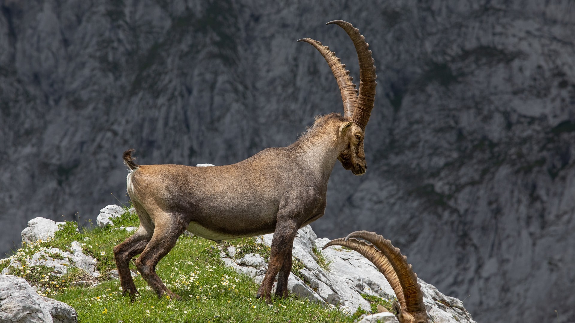 Ibex goat wishing it were a robot.